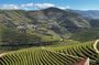 Douro Valley Half-Day Winery & Lunch Tour From Porto