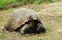 4 Day Galapagos Classic Tour: Santa Cruz, Bartolome or Seymour