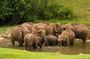 Wild Life Anakulam Jeep Safari