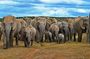 6-Day Garden Route & Addo South African Adventure from Cape Town
