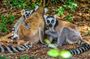 Madagascar Trip: 22 Days In-depth Wildlife Trip & Private Guide
