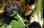 3 Days Gorilla Tracking experience - Bwindi Forest