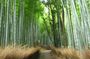Kyoto Bus Tour: Arashiyama, Kinkaku-ji, Fushimiinari Shrine