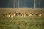 3 Day Chitwan Jungle exploration Tour from Pokhara