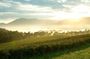 Private Yarra Valley Tour