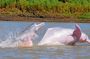 Iquitos Amazon 2-Day Rainforest Discovery with Overnight Stay