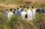 Private Tour King Penguin Park from Punta Arenas