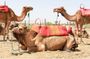 Atlas mountains day tour to Agafay with camel ride