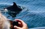 Dolphin Observation Boat Tour from Sesimbra