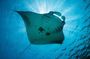Three Islands Snorkeling Swim With Manta Rays from Lembongan