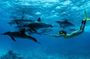 Mnemba Island snorkeling and Swimming with Dolphin