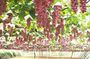 Yamanashi Wine Discovery One Day Private Tour from Tokyo