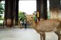 One Day Customizable car charter in Nara (No guide, 10hrs)
