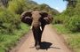 Day Trip to Manyara National Park From Arusha / Kilimanjaro