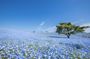Ibaraki: Private Customizable Tour with Local Guide