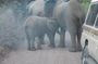 Private Wildlife Encounter at Tarangire National Park