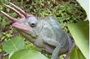 2 Days 1 Night Nilo Nature Reserve (The Best of Nature Lovers & Chamilion)