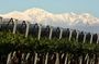 Olive oils, Gourmet products and Wines