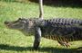 Everglades Admission Ticket with Airboat Ride and Wildlife Show