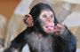 1 day Fishing and Chimpanzee Island tour