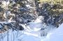 Guided Uinta Forest 3-Mile Hike w/fire + Lunch/charcuterie Stop