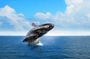 Full Day Humpback Whale Watching Tour in Samana from Uvero Alto