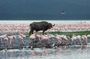 Full-Day Lake Nakuru National Park Guided Tour from Nairobi