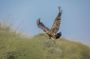 Birdwatching at Bishoftu Creator lake Day Trip from Addis Ababa