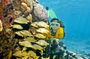Full-Day Snorkel Extreme Adventure Tour from Riviera Maya