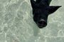 Path to Paradise: Swimming Pigs Adventure | Rose Island