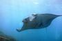 Bali Scuba Diving at Nusa Penida Manta Point For Certified Diver