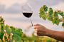 Maipu Tour 3 wineries with lunch + olive all inclusive!