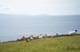 Sheepdog Demonstrions, Pet Lambs and Beehive Huts