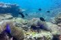 Snorkeling Adventure with Guide
