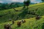 Kandy Day Tour from Sigiriya or Dambulla