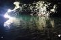 Animal Flower Cave, Cherry Tree Hill & West Coast Views