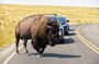 Antelope Island Wildlife Expedition Great Salt Lake Adventure