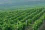 Zvernec Monastery, Apollonia and Wine Tasting From Vlora