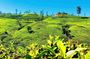 Tea Country Day Tour from Kandy - Nuwara Eliya