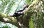 8-Day Uganda Vacation Including Chimps and Gorilla Trekking