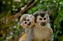 Jungle Adventure & Gatun Lake Cruise with Panama Vibes Tours