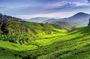 Full-day Cameron Highlands Tour