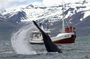 Classic Whale Watching from Dalvík Near Akureyri north Iceland