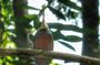 Birdwatching, Waterfall, Rainforest and Island Nature Tours