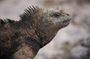 Galapagos First Class 5 Day Package with Yacht Day Tours