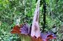 Private Day Tour from Medan: Corpse Flower Trek(Minimum 2 people)
