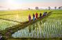 Bali Sambangan Waterfall, Rice Field, Secret Garden Tour