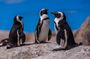 Half day Group Noon Tour Boulders Penguins and Cape of Good Hope