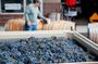 Artisan Hill Wine Pass in Woodinville
