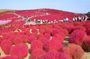 Hitachi Seaside Park, Oarai Sea Torii & Great Buddha w/ tickets